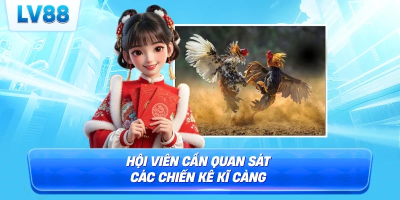 Hội viên cần quan sát các chiến kê kĩ càng
